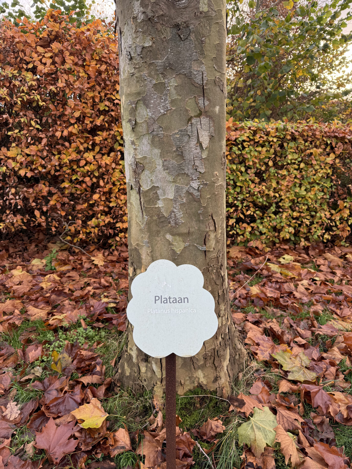 Bordje bij boom op camping De Oosterweide