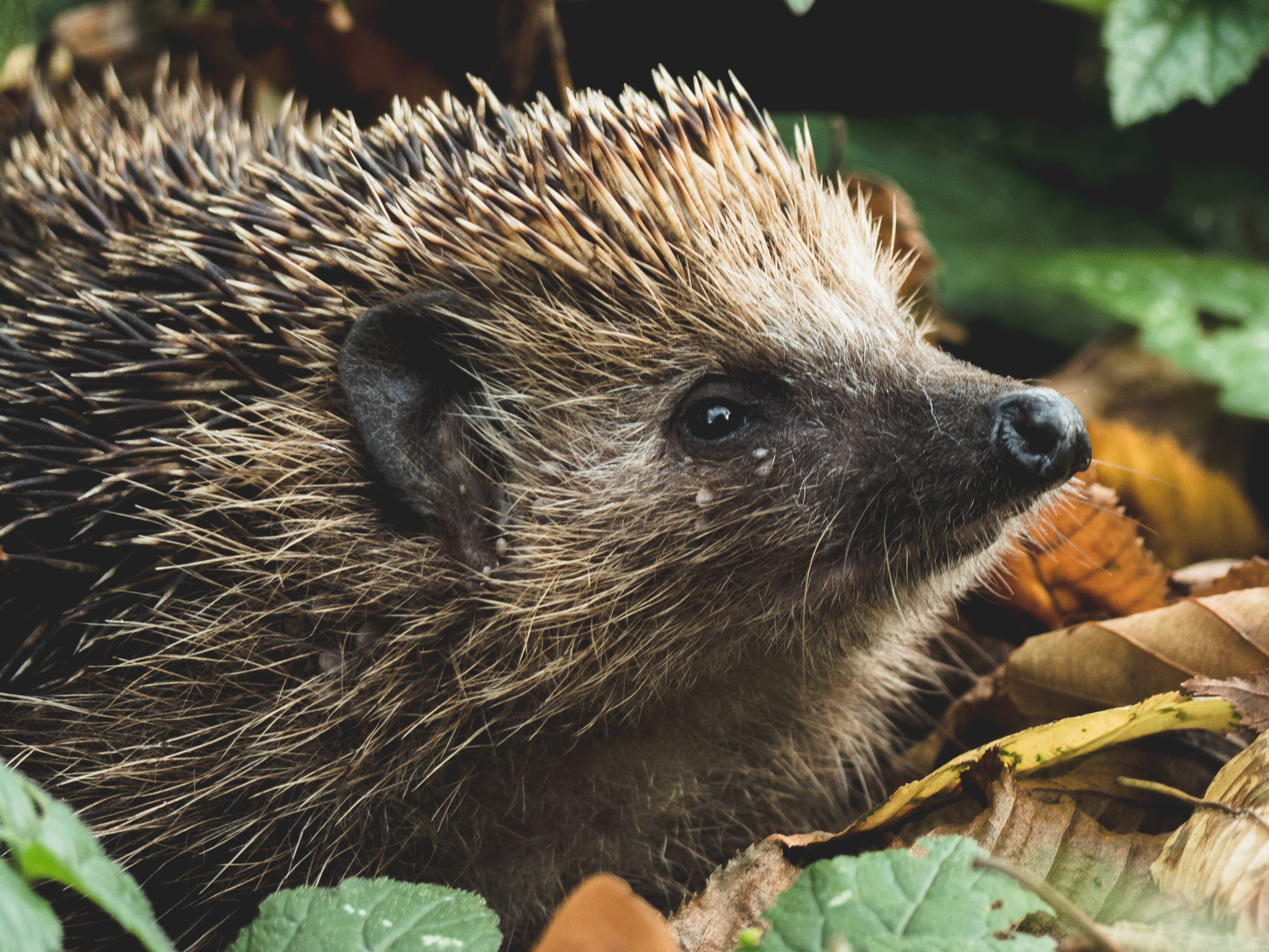 European hedgehog