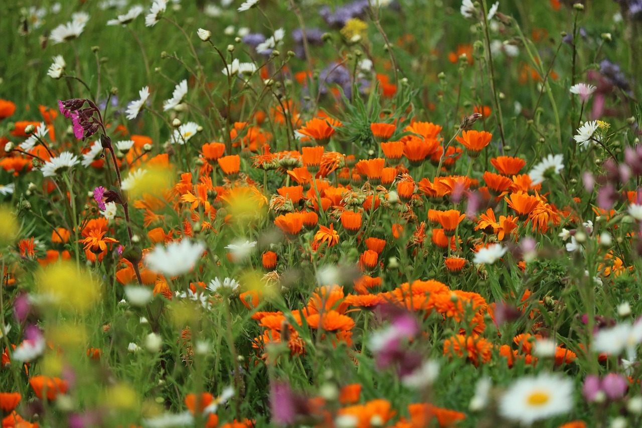 Bloemen in het veld
