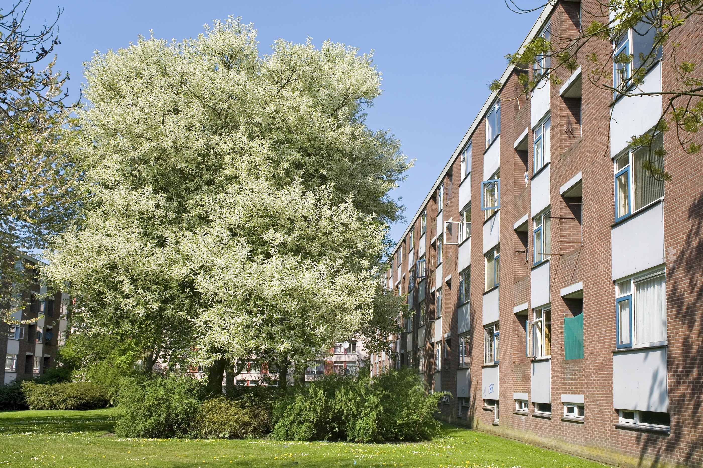Boom bij appartement in een stad