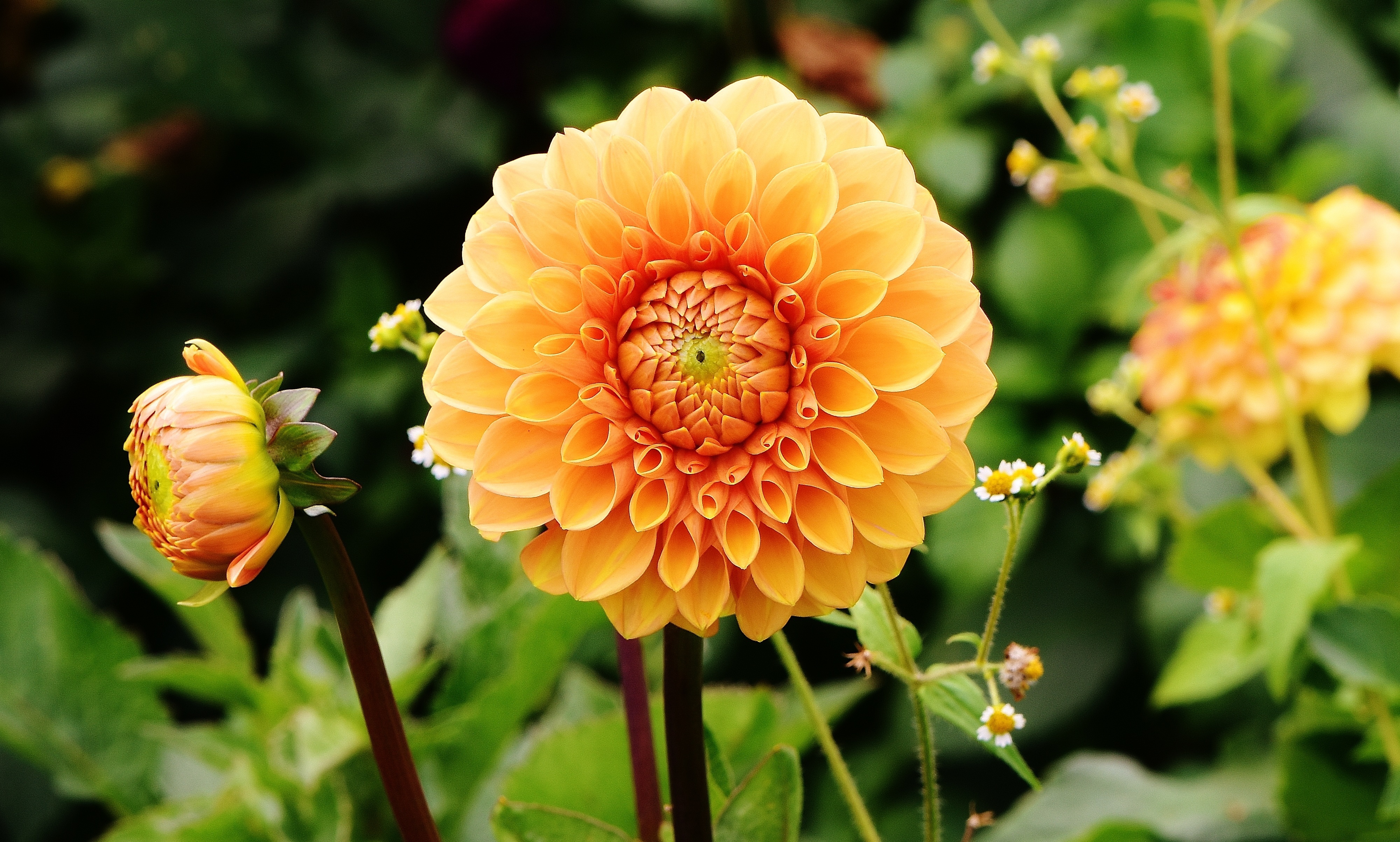 Drie oranje dahlias
