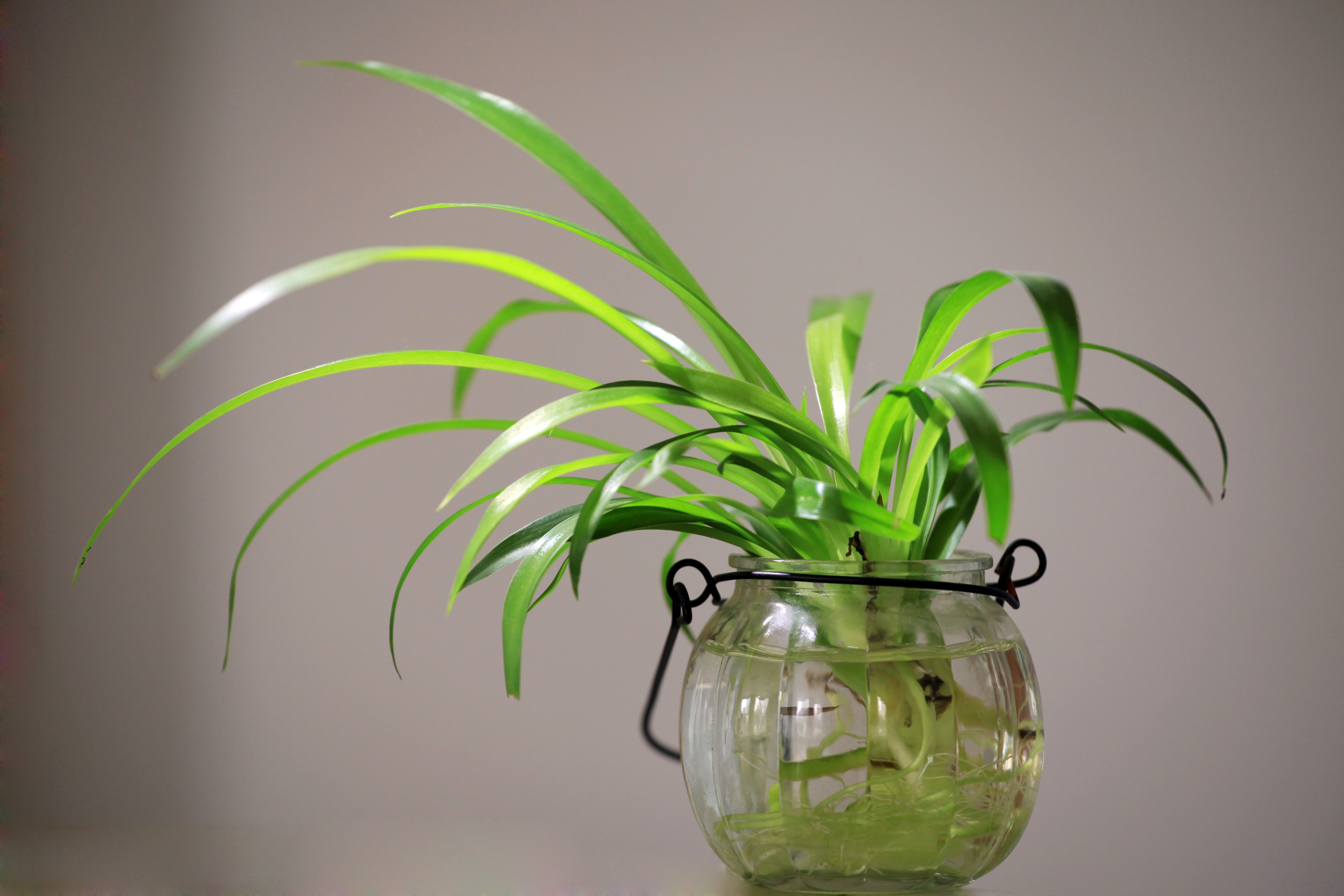 Plant in een potje met water