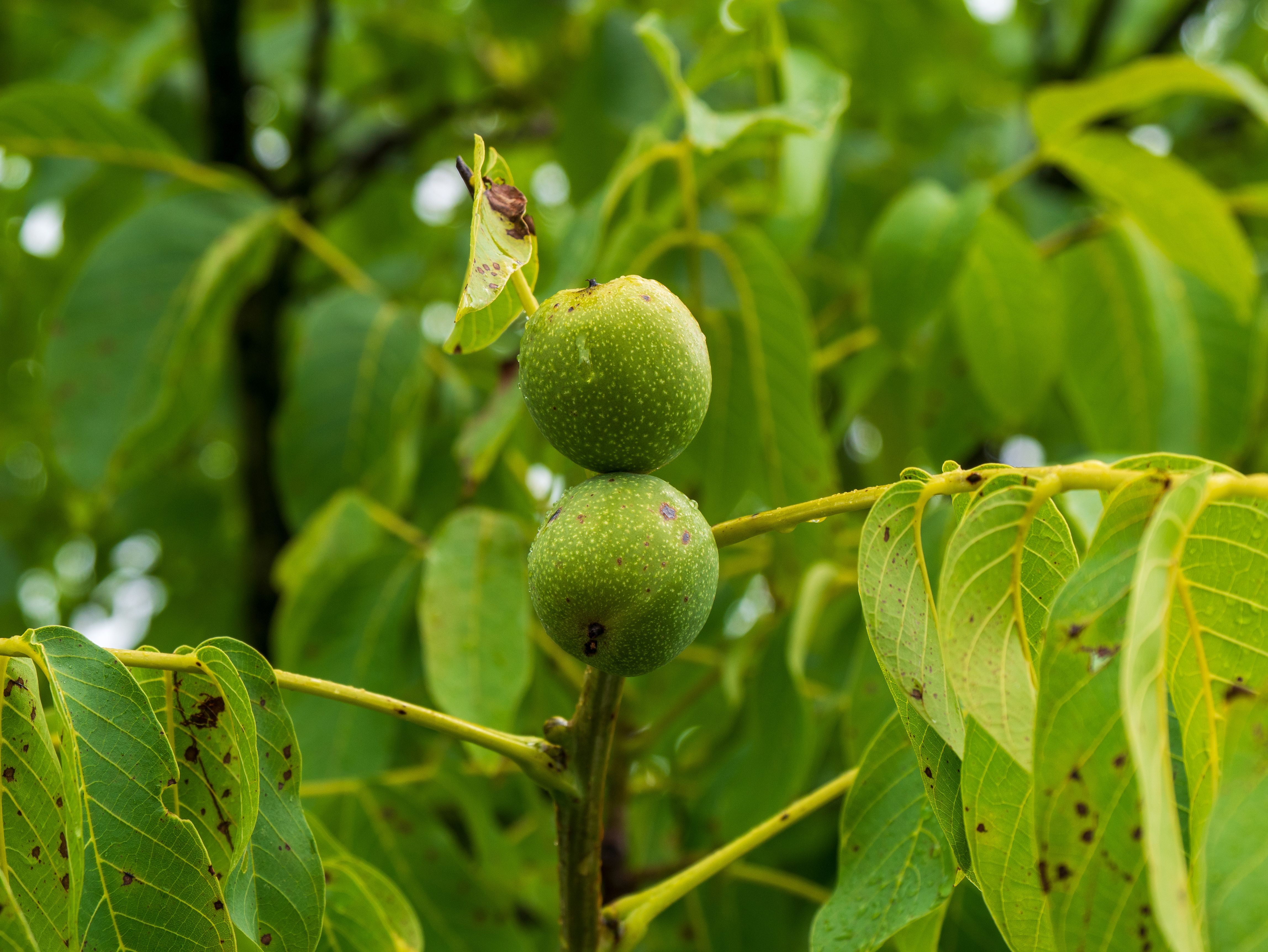 Walnotenboom met groene vruchten eraan