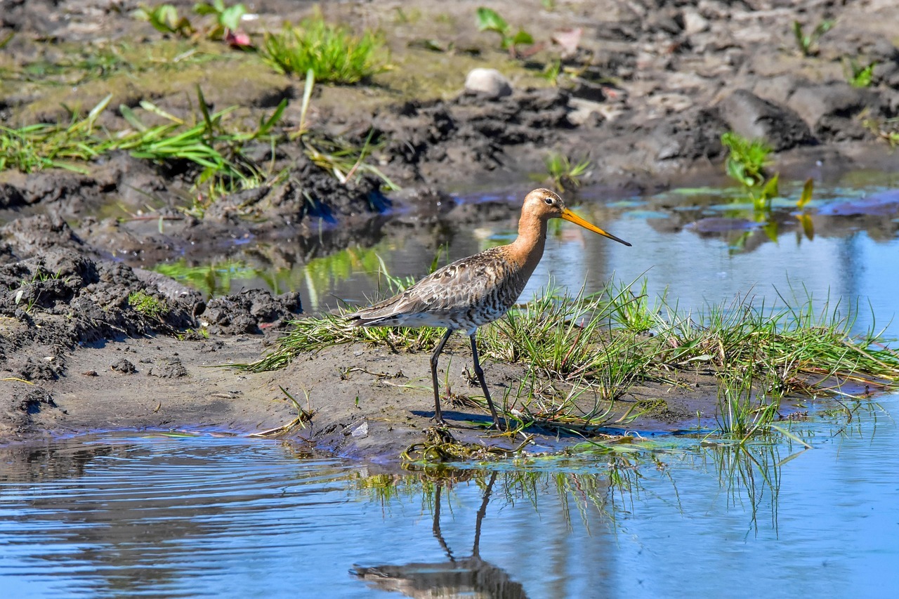Weidevogel in Drenthe