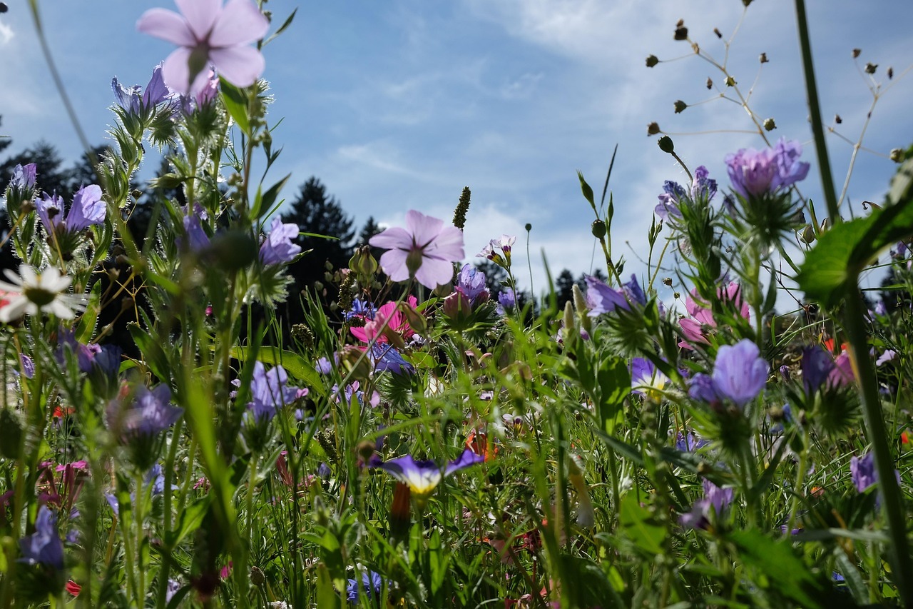Wilde bloemen in een veld